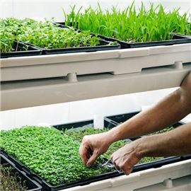 Urban cultivator