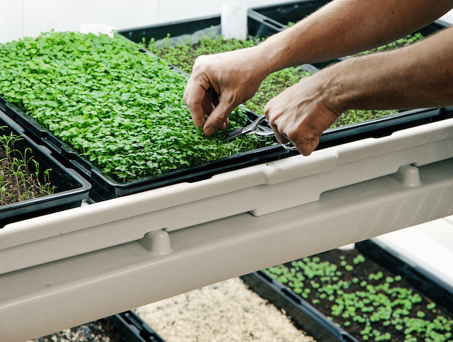  Urban cultivator